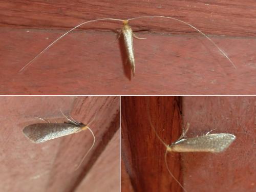 Nematopogon sp.