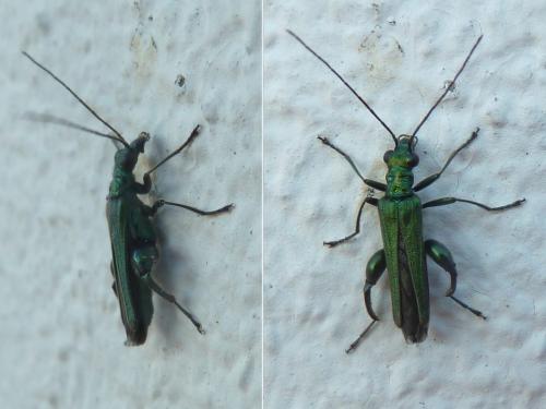 Oedemera nobilis