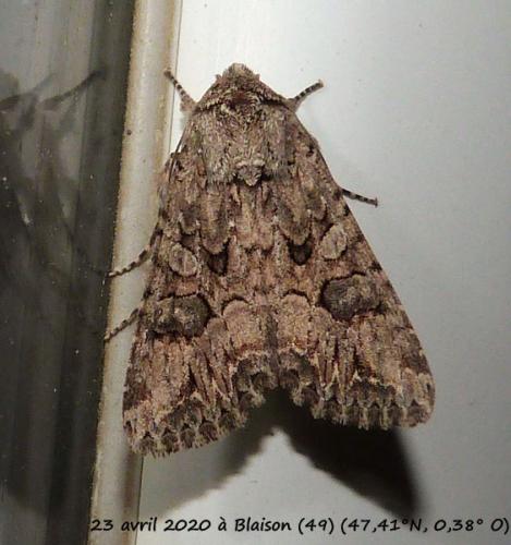 Réf. 255 854 : Anarta trifolii