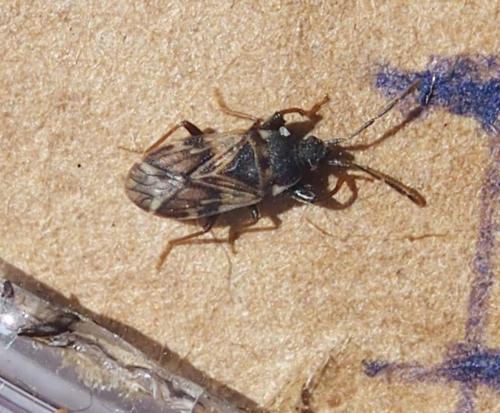 Réf. 255 681 : Taphropeltus sp.