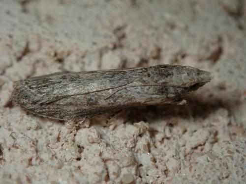 Réf. 255 832 : Lamoria anella