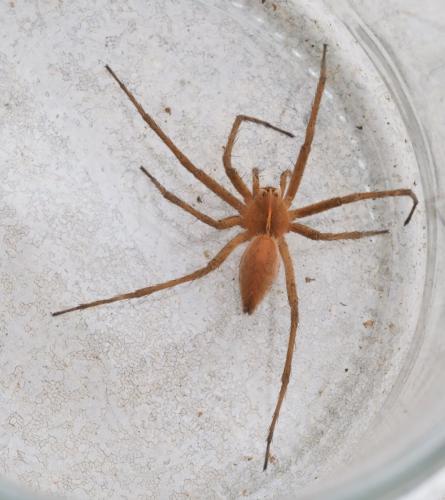 Pisaura mirabilis