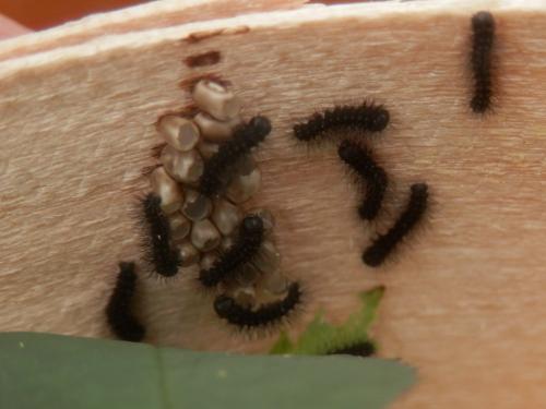 Réf. 255 138 : Saturnia pavonia