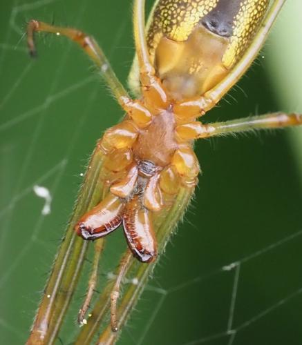 Tetragnatha montana