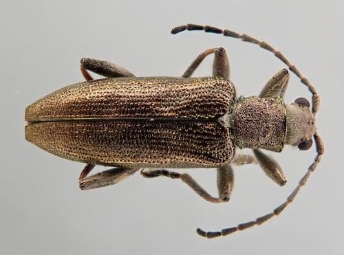 Réf. 255 303 : Donacia simplex