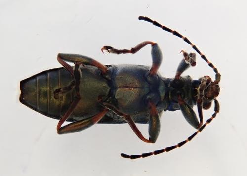 Réf. 255 304 : Donacia simplex