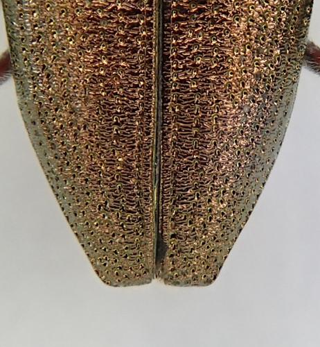 Réf. 255 305 : Donacia simplex