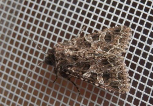 Hadena bicruris