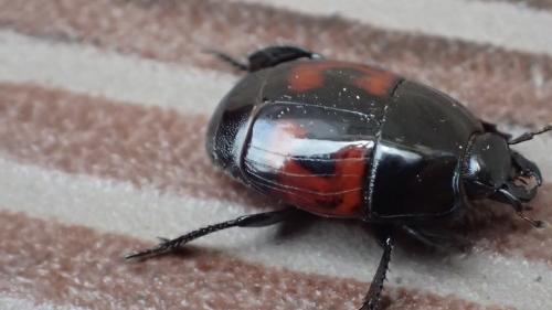 Hister quadrimaculatus
