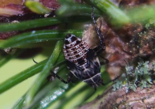 Deraeocoris annulipes