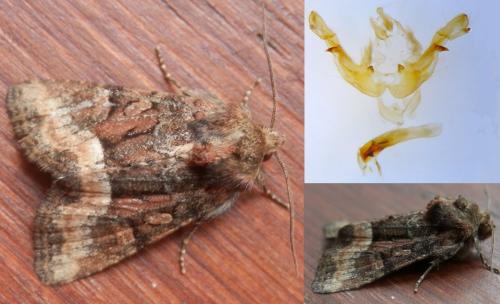 Réf. 255 621 : Oligia latruncula