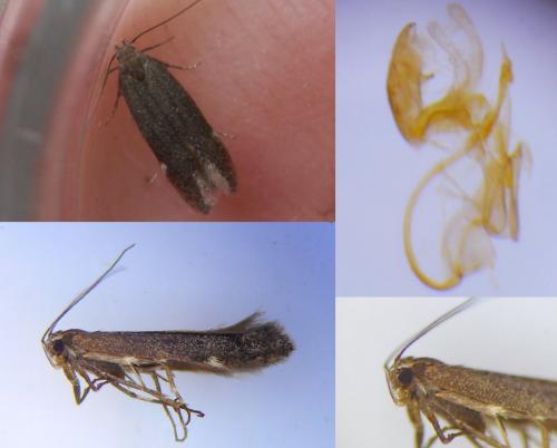 Réf. 255 665 : Aproaerema anthyllidella