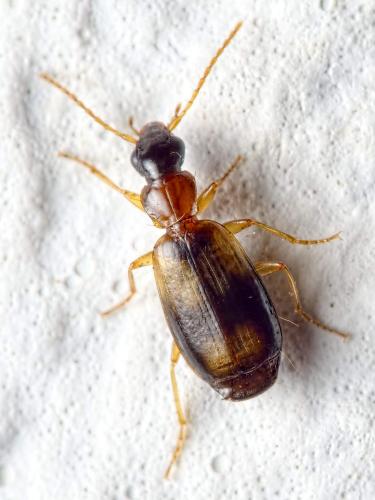 Philorhizus notatus
