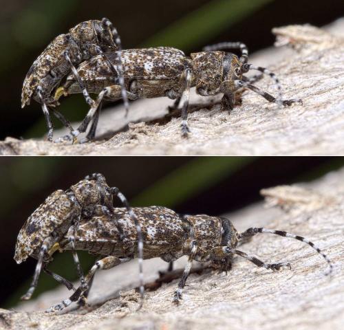 Réf. 255 593 : Aegomorphus clavipes