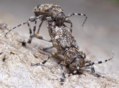 Réf. 255 594 : Aegomorphus clavipes
