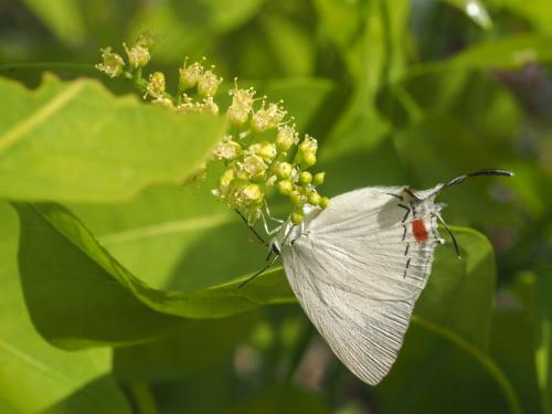 Iolaphilus ismenias