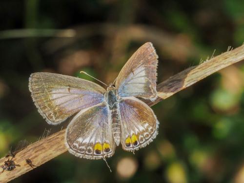 Réf. 255 740 : Euchrysops osiris