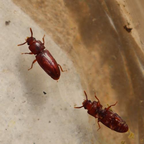 Palorus sp.
