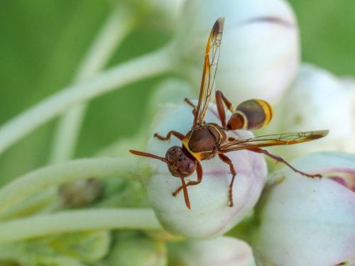 Polistes sp.