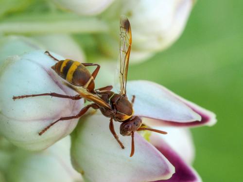 Polistes sp.
