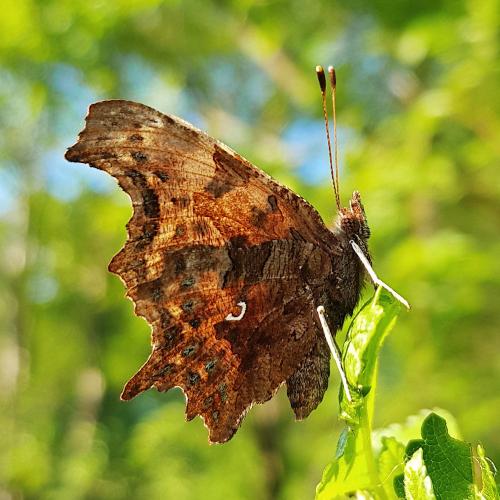Réf. 255 326 : Polygonia c-album