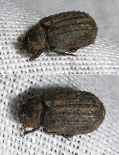Trox scaber