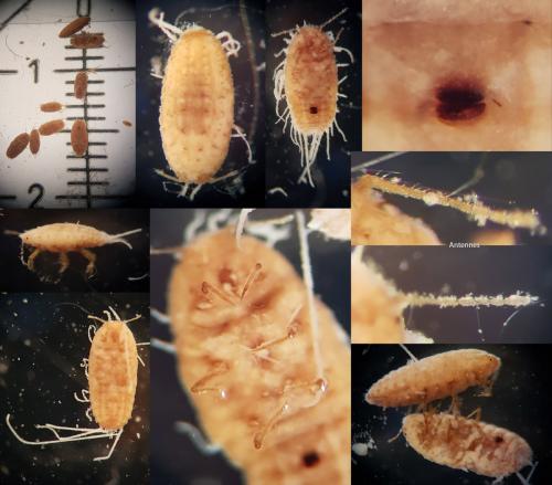 Réf. 255 127 : Pseudococcus sp.