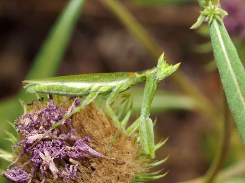 Réf. 255 341 : Pseudoharpax virescens