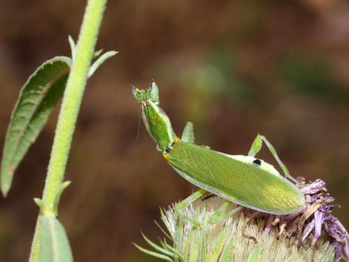 Pseudoharpax virescens