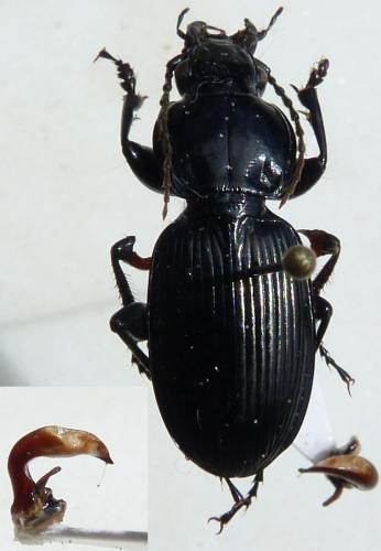 Pterostichus madidus