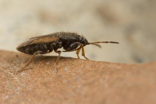 Megalonotus sabulicola