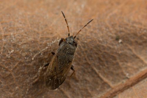 Megalonotus sabulicola