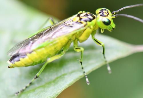 Rhogogaster scalaris