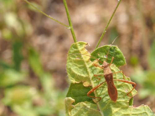 Réf. 255 493 : Riptortus sp.
