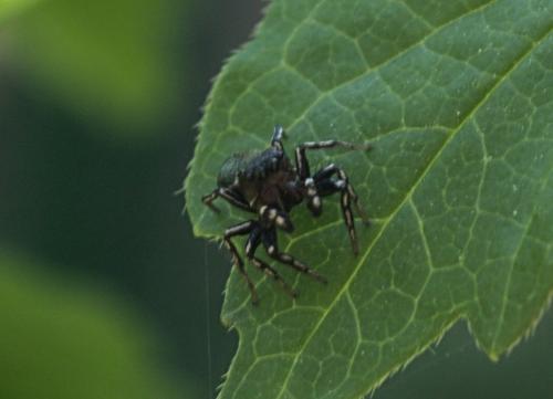 Heliophanus tribulosus