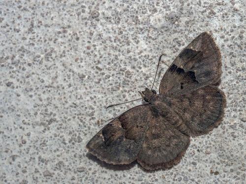 Sarangesa laelius