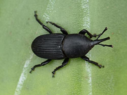Scyphophorus acupunctatus