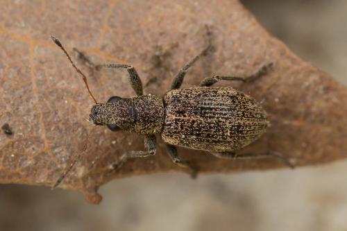 Réf. 255 963 : Polydrusus inustus