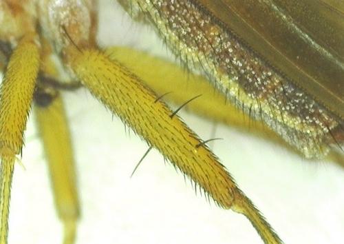 Tetanocera ferruginea
