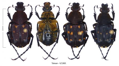 Epitrichius elegans