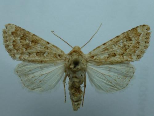 Anarta deserticola