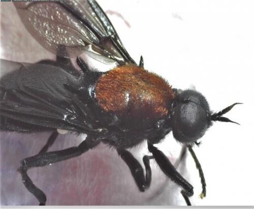 Clitellaria ephippium