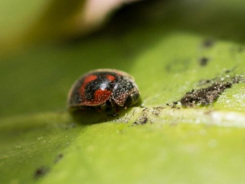 Réf. 255 047 : Novius cardinalis