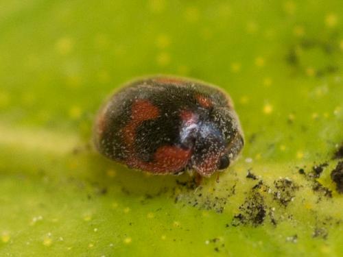 Réf. 255 048 : Novius cardinalis