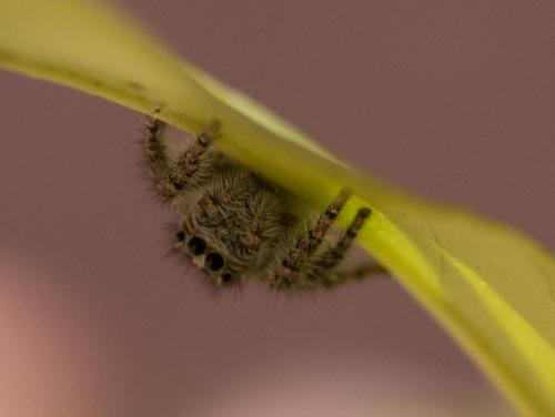 Philaeus chrysops