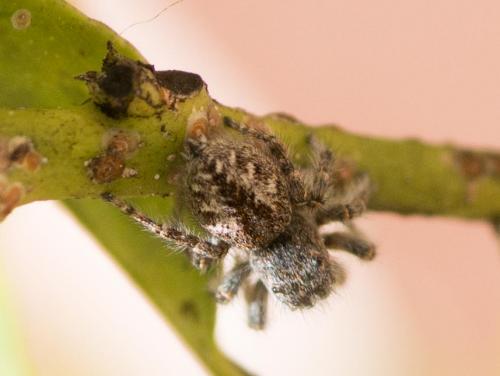 Philaeus chrysops