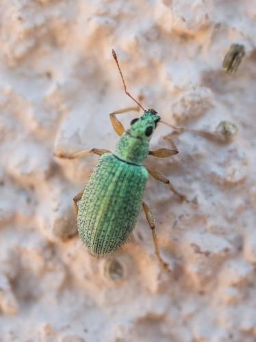 Réf. 255 904 : Polydrusus xanthopus
