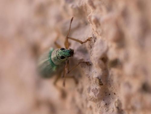 Réf. 255 903 : Polydrusus xanthopus