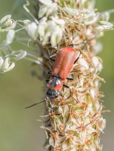 Clanoptilus rufus