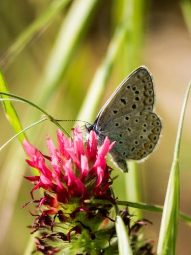 Polyommatus icarus